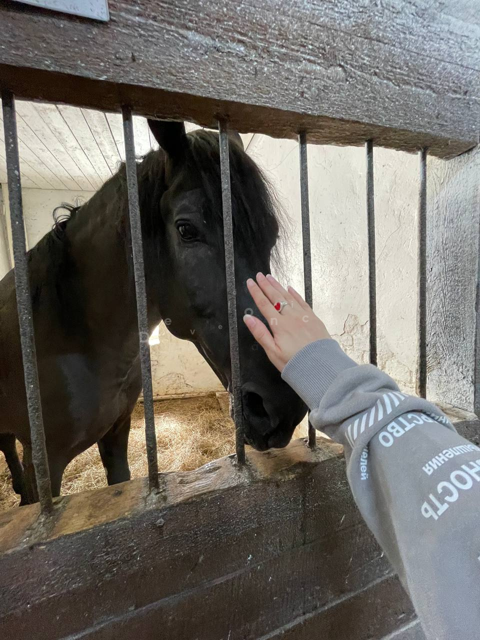 2025_konezavod_medvedki_4