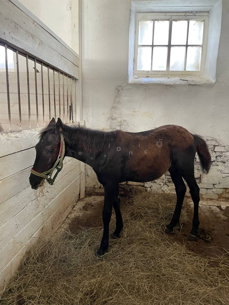 2025_konezavod_medvedki_5