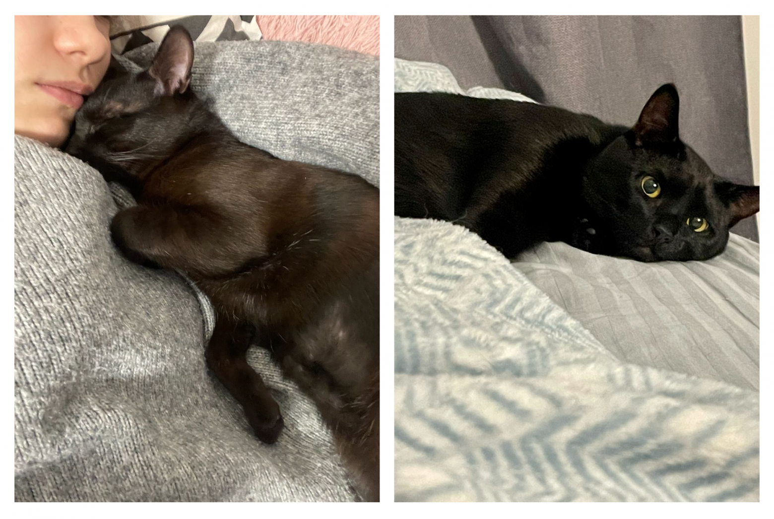 Настя и кот Сахар Настя и кот Сахар
